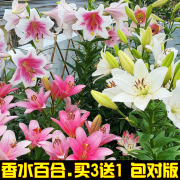 进口重瓣香水百合花种球盆栽朱顶红绿植室内四季开花郁金香种球