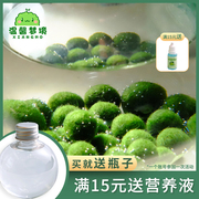 marimo马里莫宠物海藻球微景观生态瓶办公室水培植物绿球藻营养液