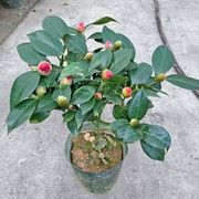 香妃山茶花盆栽带花苞，五色赤丹花卉植物室内好养茶花树苗四季开花
