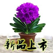 南非君子兰盆栽室内植物君子兰花苗四M季花卉君子兰植物兰花