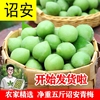 2025诏安新鲜青梅鲜果当季现摘泡酒专用脆梅酵素腌制野生梅子