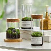 生态瓶青苔苔藓微景观绿植物盆栽鲜活创意diy小盆景桌面摆件