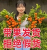 带果大橘子树苗砂糖橘盆栽地栽南北方种植无核砂糖橘当年结果