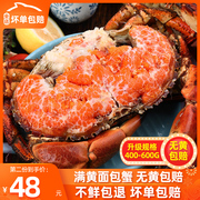 面包蟹 熟冻特大深海海鲜水产螃蟹面包蟹母即食熟冻珍宝蟹