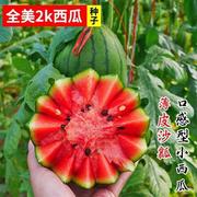 2k小西瓜种子盆栽，阳台播红薄皮水果瓤少籽西瓜高产四季种籽