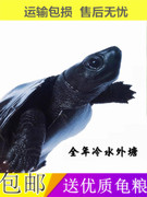 外塘顶墨龟纯种全黑长寿小乌龟活物陆地龟苗中华公草龟金钱龟小宠