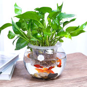 水培植物玻璃瓶透明花瓶容器绿萝花盆圆球形鱼缸水养小号客厅桌面