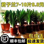 四季君子兰盆栽带花苞小苗花卉植物室内易活绿植水培好养多肉大全