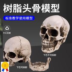 高精度仿真人头骨模型树脂骷髅头艺术用头骨美术临摹模型
