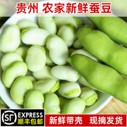 现摘新鲜蚕豆农家带壳生蚕豆罗汉豆兰花胡豆佛青豆荚蔬菜