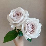 铃兰家银色衬裙超花园玫瑰，花苗盆栽阳台月季灰紫色调