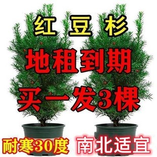 买一发三正宗曼地亚红豆杉，盆栽盆景南北四季好养耐寒植物花卉