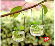 绿萝水培花瓶南瓜玻璃花瓶彩色，小吊瓶插花透明玻璃花瓶配送铁环