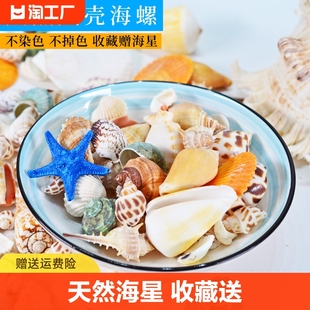 天然贝壳海螺海星diy装饰工艺品，摆件幼儿园礼物鱼缸造景海洋收藏