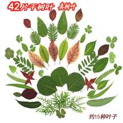 天然干树叶真树叶标本，干花diy手工装饰材料压花，儿童自然美术课材