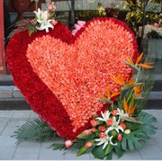 999朵365朵圣诞红玫瑰花束表白求婚鲜花速递北京上海广州送花上门