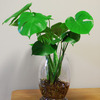 龟背竹水培办公室花卉，绿植室内客厅水养植物易养