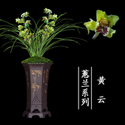 兰花盆栽植物室内蕙兰浓香，无花苞好养客厅黄云名贵极品绿植兰花苗