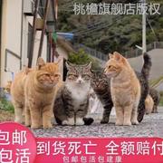 中华田园猫成年猫煤球毛纯黑猫，橘白猫狸白猫，狸花猫猫咪活体捉鼠猫