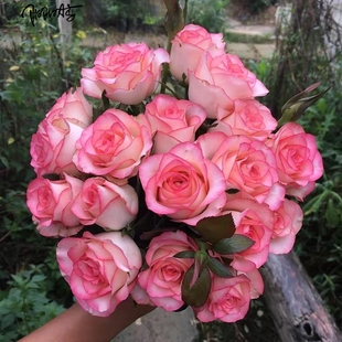 朱米莉亚艾莎切花大花玫瑰四季开花阳台庭院盆栽月季花苗