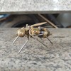 蒸汽朋克机械昆虫纯手工大，蜜蜂金属模型仿生昆虫创意工艺品摆件