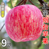 山东烟台红富士10斤苹果当季新鲜水果正宗冰，糖心栖霞平果整箱