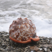 网红万宝螺天然超大海螺，贝壳四大名螺鱼缸，造景水族装饰品摆件