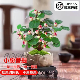 菩提树盆栽小盼菩提造型，盆景植物带果绿植，室内办公室桌面中式摆件