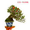 日本红花1号长寿梅观叶，观花观果小盆栽茶桌，办公桌好养老桩盆