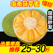 海南当季三亚黄肉菠萝蜜20斤一整个大树木菠萝，新鲜热带水果红