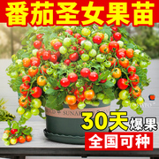 瀑布小番茄苗大全矮生水果草莓种籽阳台西红柿千禧圣女果苗秧盆栽
