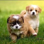 中华田园犬小黄狗幼崽2-3个月小花狗幼犬白色活的小狗看家狗活体