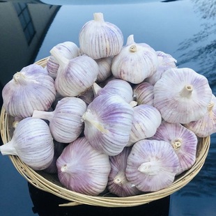 干蒜新鲜大蒜头新大蒜山东金乡农家自种5斤低价紫白红皮大蒜