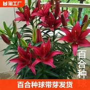 带芽香水百合种球四季种植盆栽室内阳台花卉，绿植种子耐寒