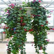 吸甲醛的花卉净化空气口红吊兰，盆栽家庭室内阳台垂吊四季观花植物