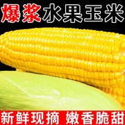水果玉米新鲜现摘甜嫩爆浆玉米棒子生吃甜糯苞谷即食蔬菜牛奶玉米