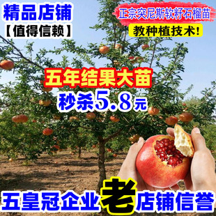 突尼斯软籽石榴树苗，特大南方北方种植品种，甜石榴树苗盆栽地栽庭院