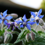 琉璃苣蓝色种子阳台，庭院香草植物种子，芳香花卉蓝色琉璃花种子