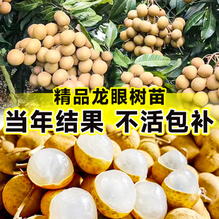 龙眼树苖嫁接盆栽水果树苗储良桂圆石硖南方四季种植地栽当年结果