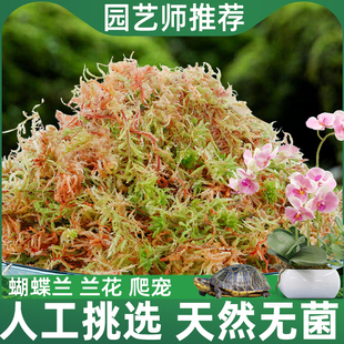 水苔蝴蝶兰专用营养土纯天然无菌，干苔藓兰花，石斛铺面栽培介质花土