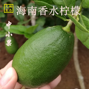 新鲜无籽海南香水柠檬一级中小果系列皮薄多汁台湾水果青黄绿四季
