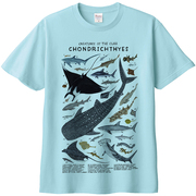 软骨鱼短袖T恤 鲨鱼鳐鱼海洋动物水族馆科普亲子纯棉夏季体恤半袖