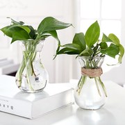 水培绿萝花瓶简约创意玻璃水培植物容器插花瓶透明风信子花瓶花盆