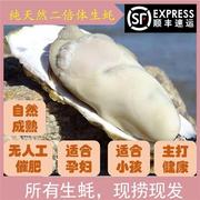 乳山野生生蚝鲜活10斤一箱保肥特大带壳牡蛎即食海蛎威海海鲜