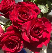 风中玫瑰 超大花朵 花瓣厚实丝绒感强直立性好黑红玫瑰阳台盆栽花
