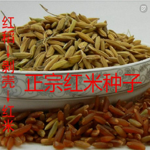 红米种子高产红籼米种子洋县米种子胭脂稻种子水稻种子
