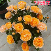 果汁阳台月季盆栽大苗玫瑰，花苗四季开花不断带花苞室内花卉绿植物