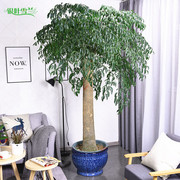 银叶雪兰 超大型2-2.4米幸福树盆栽绿植室内客厅前台花卉观叶植物
