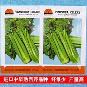 进口文图拉芹菜种子浅绿高产芹菜寿光蔬菜种子西芹种籽青菜美国