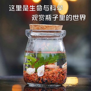 免打理桌面生态瓶自循环微景观DIY材料小鱼缸玻璃办公生日情侣礼